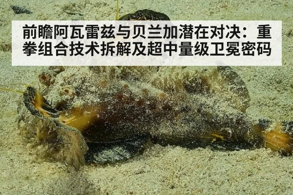 前瞻阿瓦雷兹与贝兰加潜在对决：重拳组合技术拆解及超中量级卫冕密码